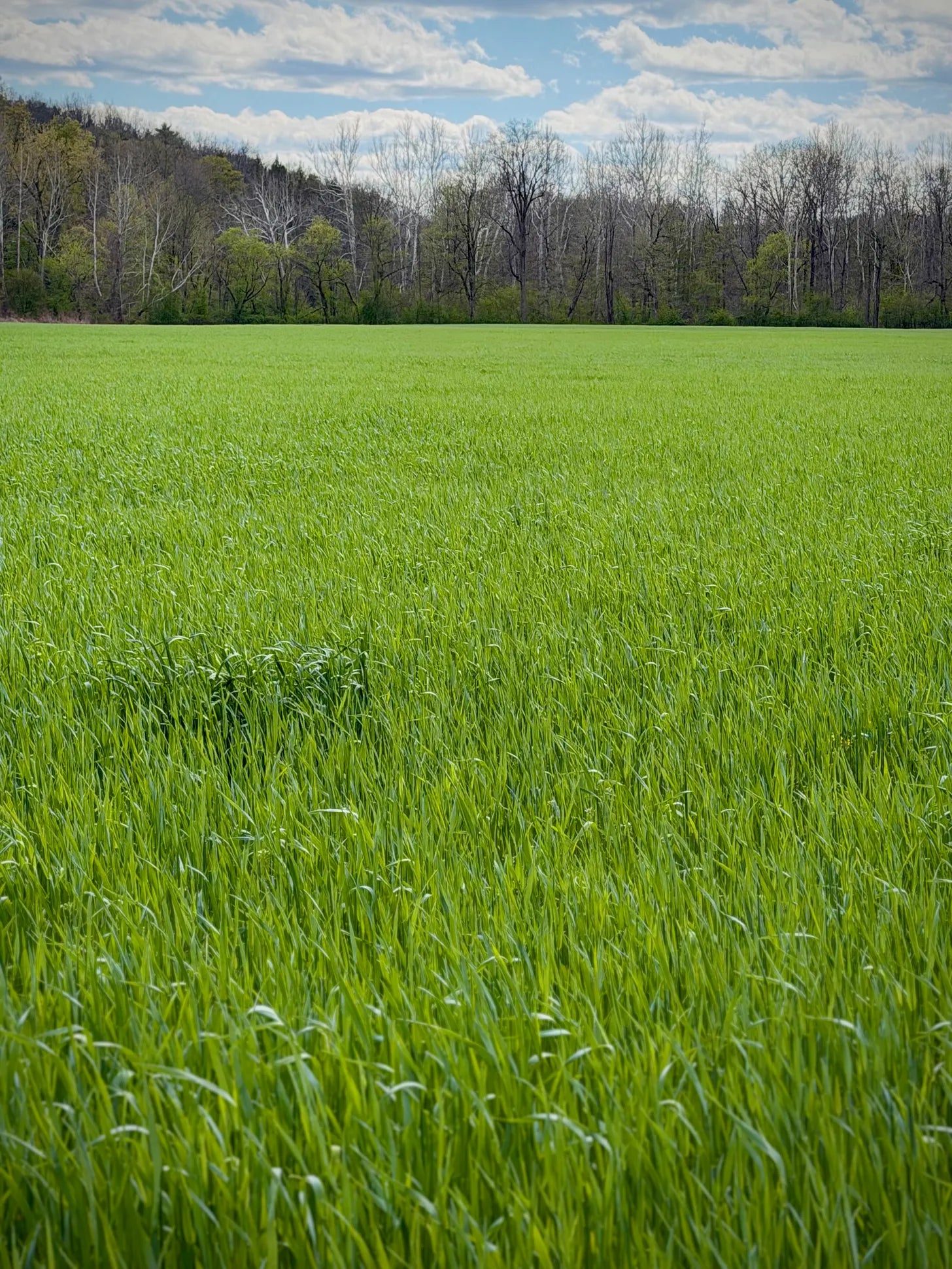 A lush green field