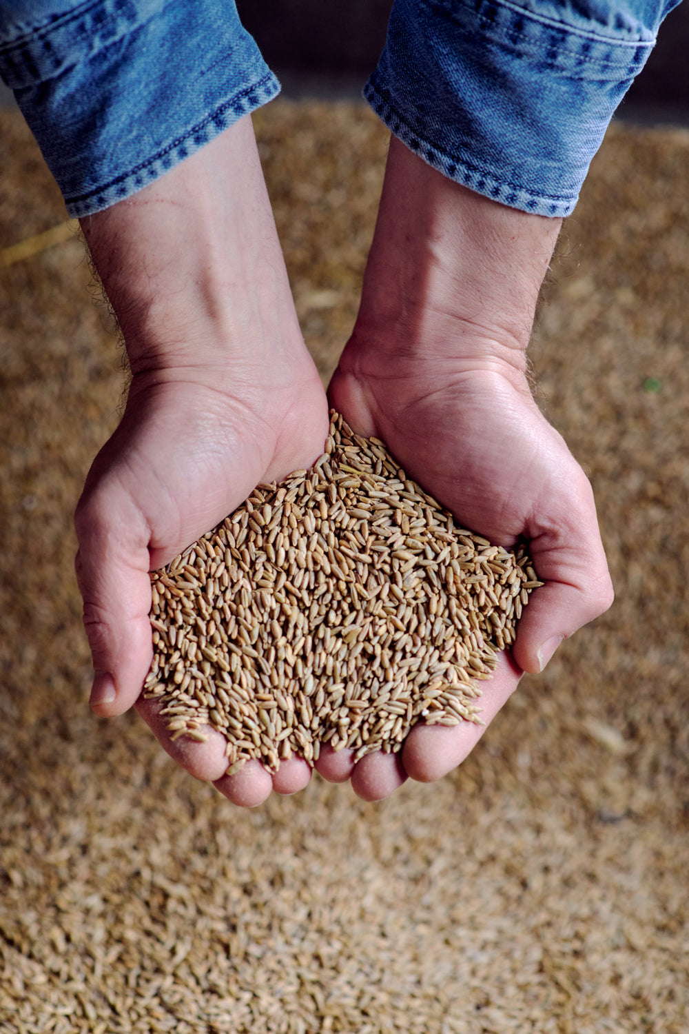 Two hands holding grain